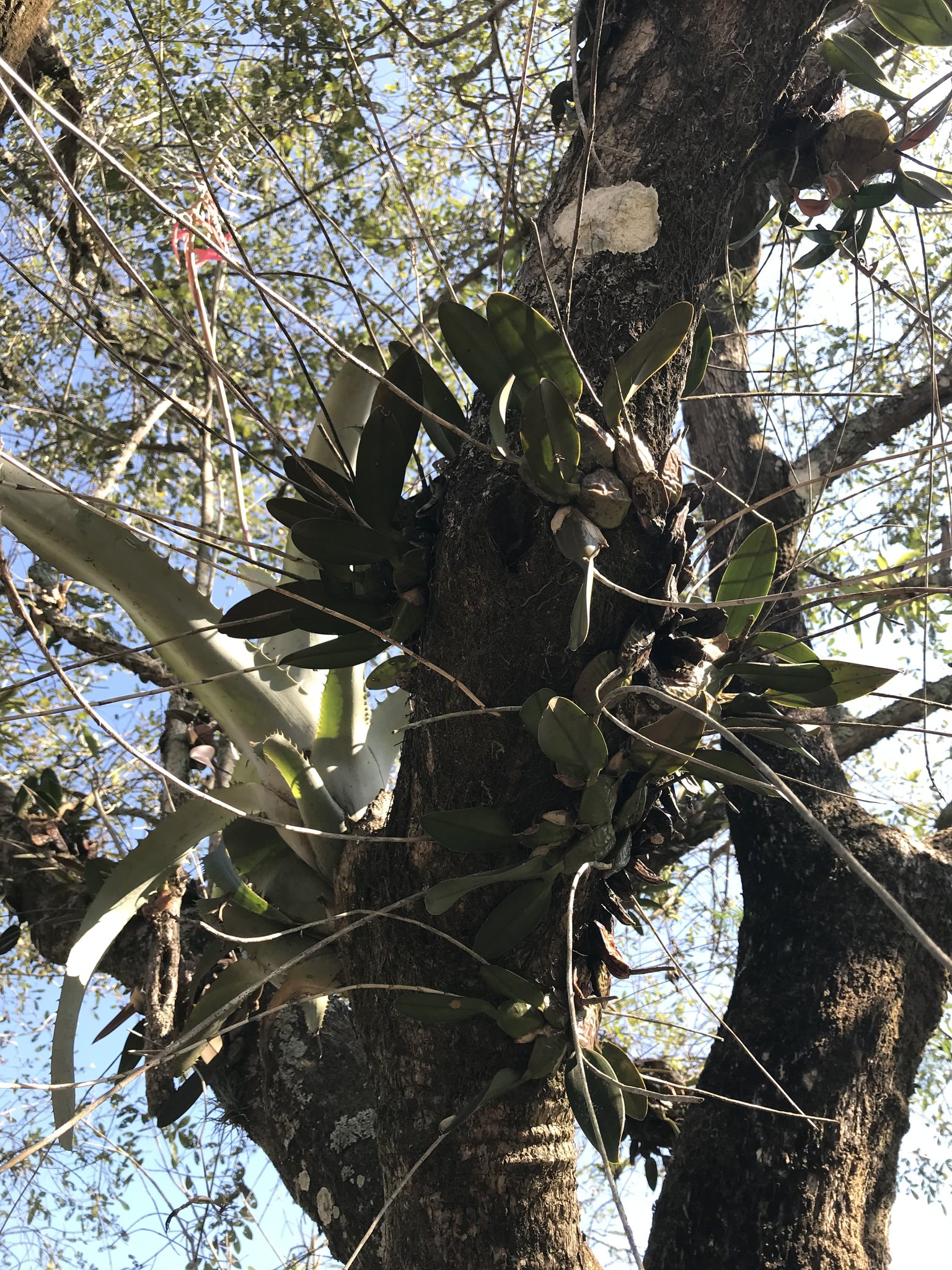 Laelia rubescens